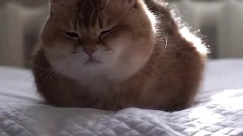Collection of cute and funny cats
