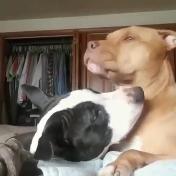 #loveseesnocolor #pitbullsofinstagram