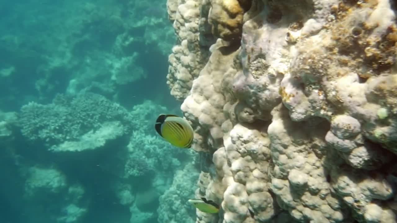 Slow motion underwater shot of a coral reef in Red Sea and tropical fishes swimming by