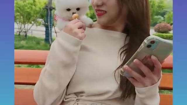 Smart Dog Video 2021 _ #short