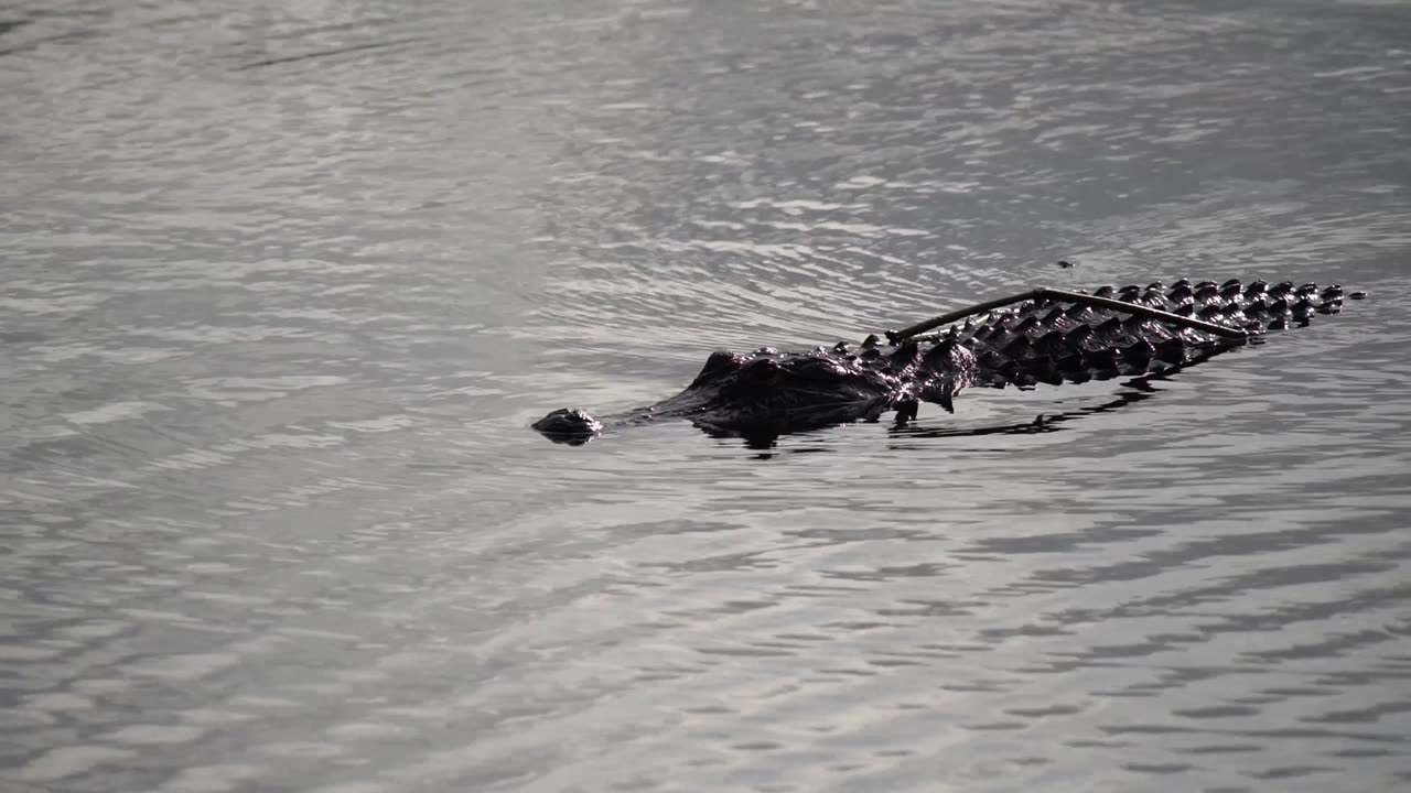 Gator Submerges