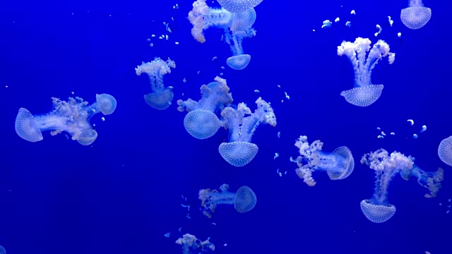 Dancing Jellyfish