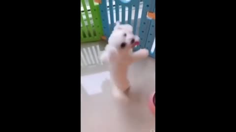 Cute dogs dancing