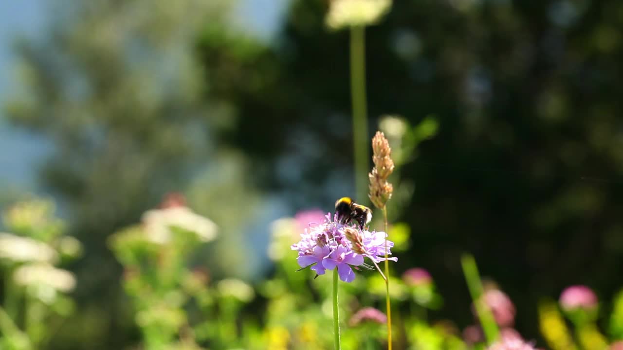 Bee pollinating flowers