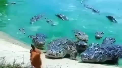 Strong chicken