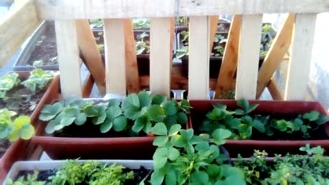 plants