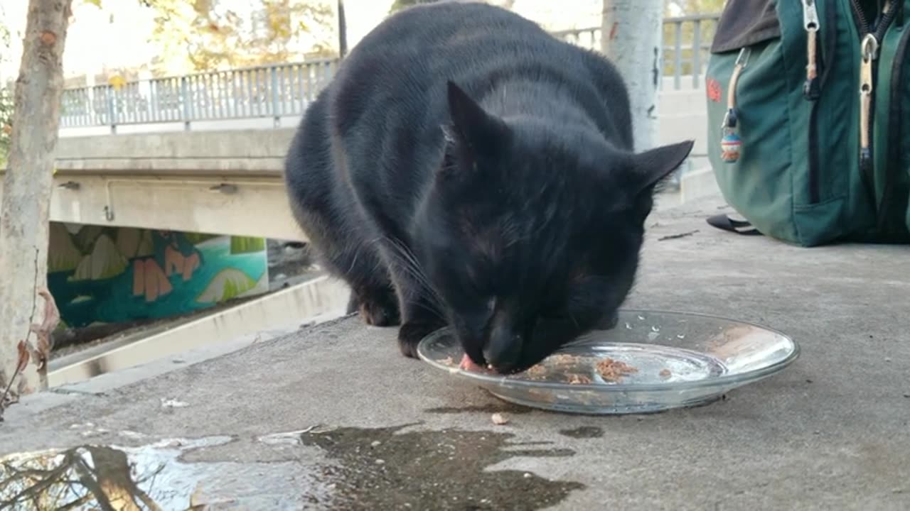 20240107 160634 Tux Eating