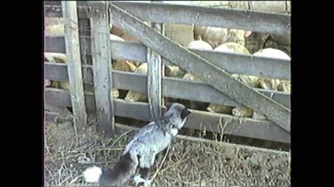 In 1987 We Had A Fox