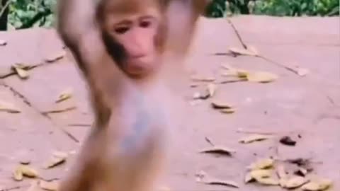 Monkey nagin dance