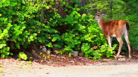 Cute monkeys and deer eating style amazing