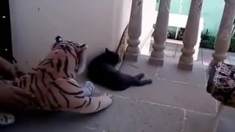 the kitten's pranked!