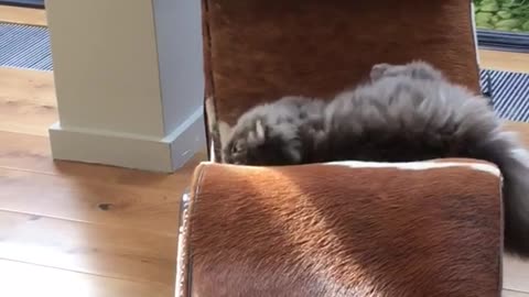 Gray cats play fighting and and chasing one another