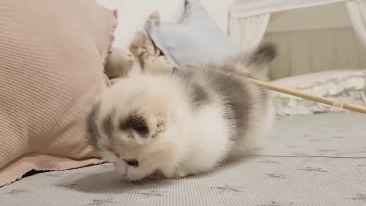 cute kitten videos short leg cat