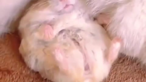 Cat 🐱 and Hamster friendship. --Sunil Choudhary