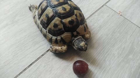 Turtle eating grapes