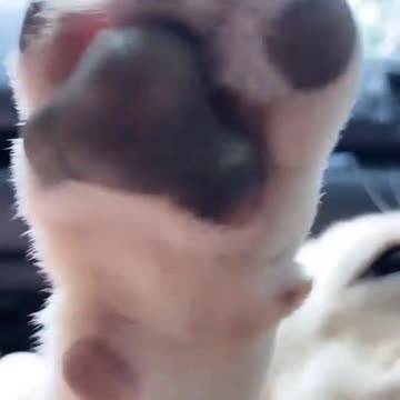 the french is a potato!🐶😂🤗💕 #frenchie #potato