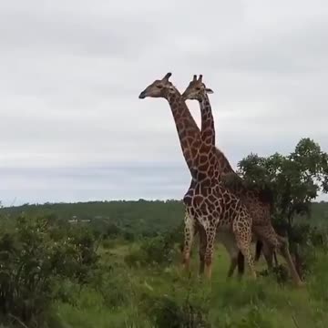 Most beautiful giraffe