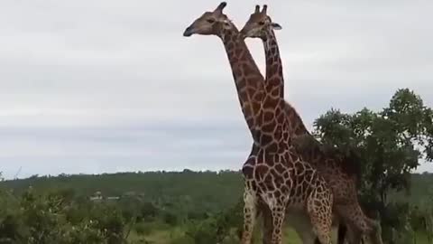 Most beautiful giraffe