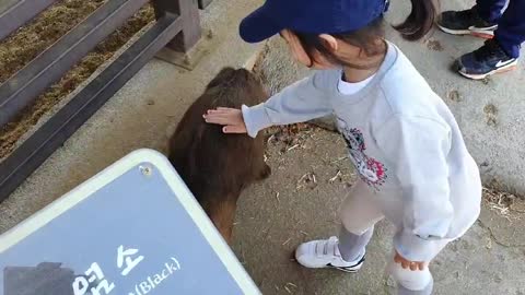 The child carefully touches the goat