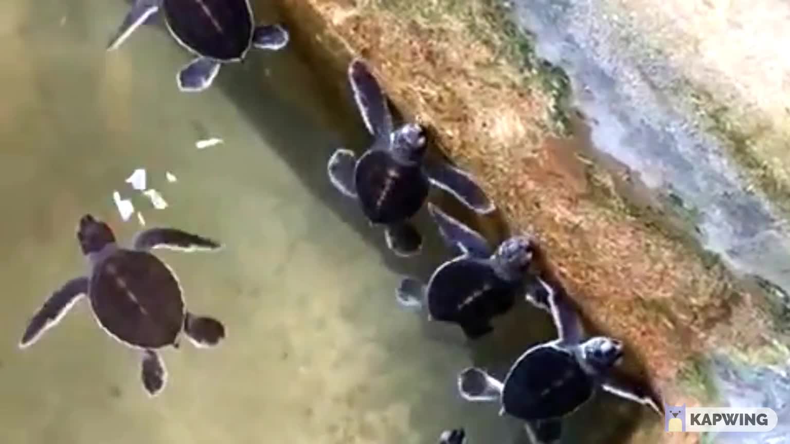 Two days old Baby turtles