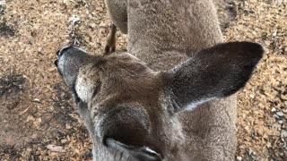 Friendly Deer - Copperhill, TN