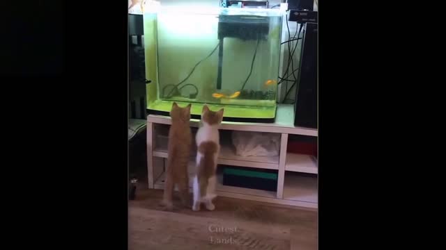 Cats looking at fishes