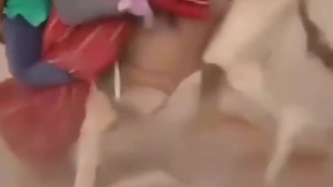 pour ceux qui se font croire la montée du chameau est facile