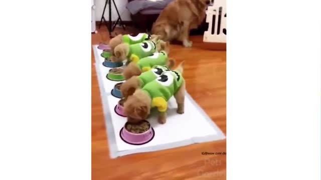 Cute Cats And Funny Dogs Videos Compilation