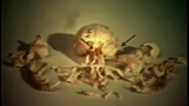Pottenger Cat Study Teeth and Development Clip