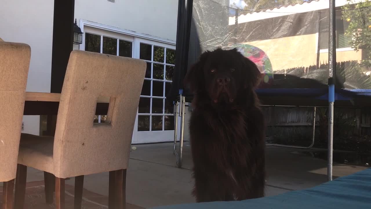 Playing peekaboo with Samson the giant Newfoundland puppy