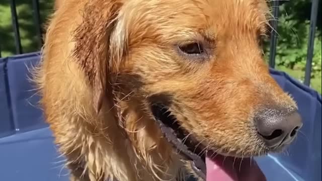 Funniest Golden Puppies.MYImPc