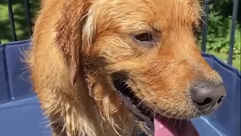 Funniest Golden Puppies.MYImPc