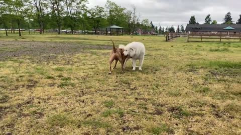 German Dog Attacks Pitbull [OFF LEASH DOG PARK]