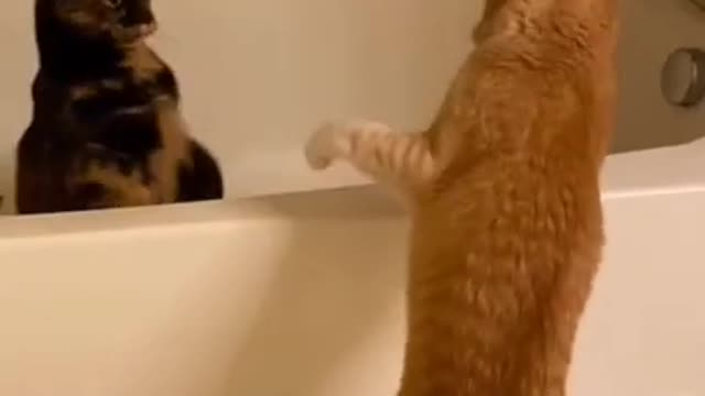 THE SHOWER IS MINE(Fight beween cat and dogππ₯°πΎπ)