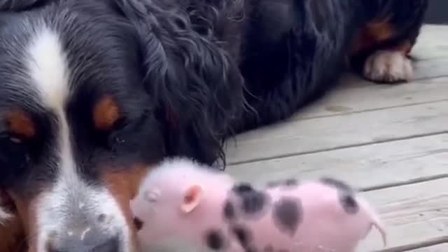cute.....