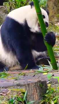 Panda bear eating bamboo