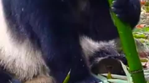 Panda bear eating bamboo