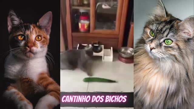 CACHORRO E MAIS GATOS