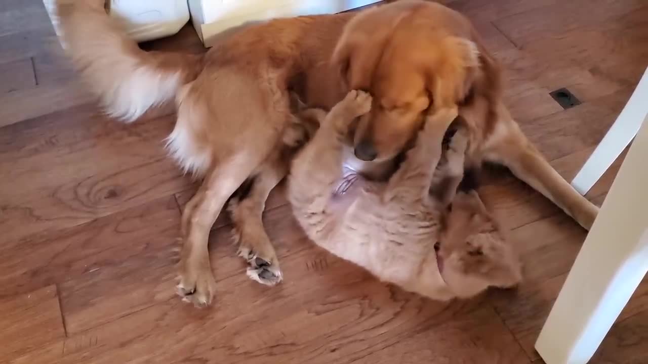 Golden Retriever Mom Tells Daughter Playtime is Over