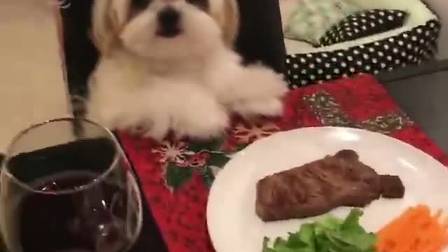 Have you ever seen a dog eat such a ritualistic meal?