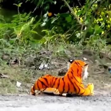 🥇 for da doggie and tiger