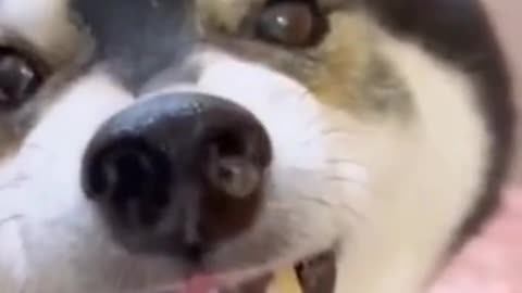 Best Funniest animals Videos 2022 🤣 Funny Dogs And Cats Videos🐱🐶