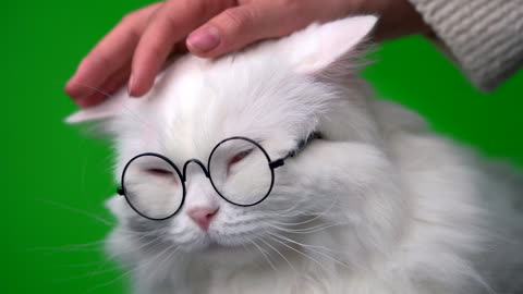 Cat wear sunglass and smiles with her owner