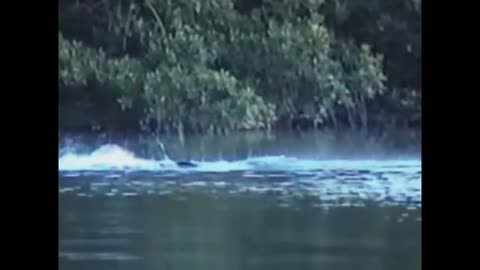 5 SEA SERPENT CAUGHT ON CAMERA