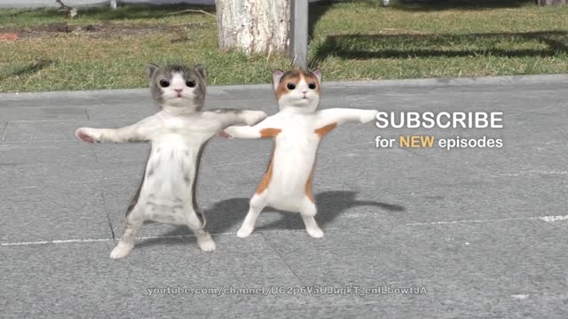 Cats funny Dance on road