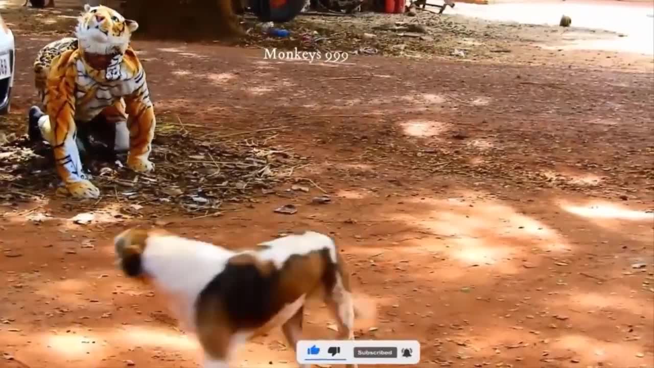 Show. trolling dog. Hahahaha . scare the dog.
