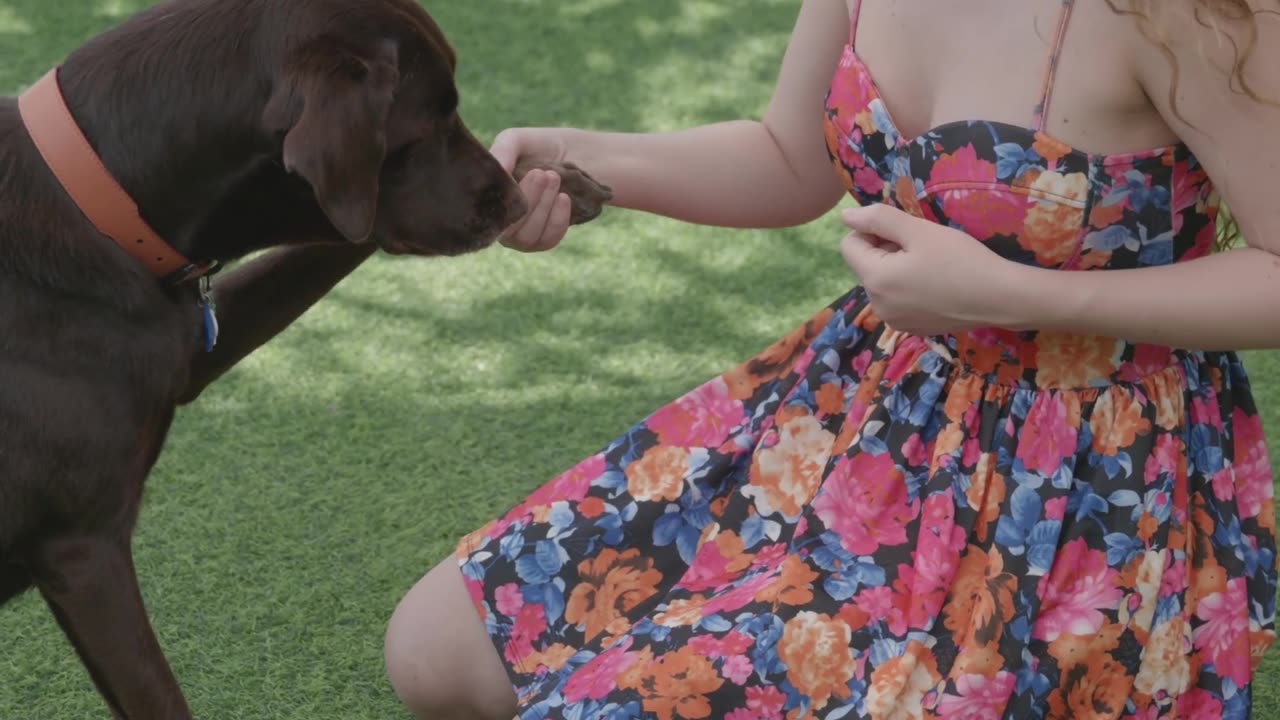 Empowering Connection: Woman Training Her Loyal Canine Companion