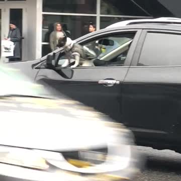 Dog grey sweater window of car