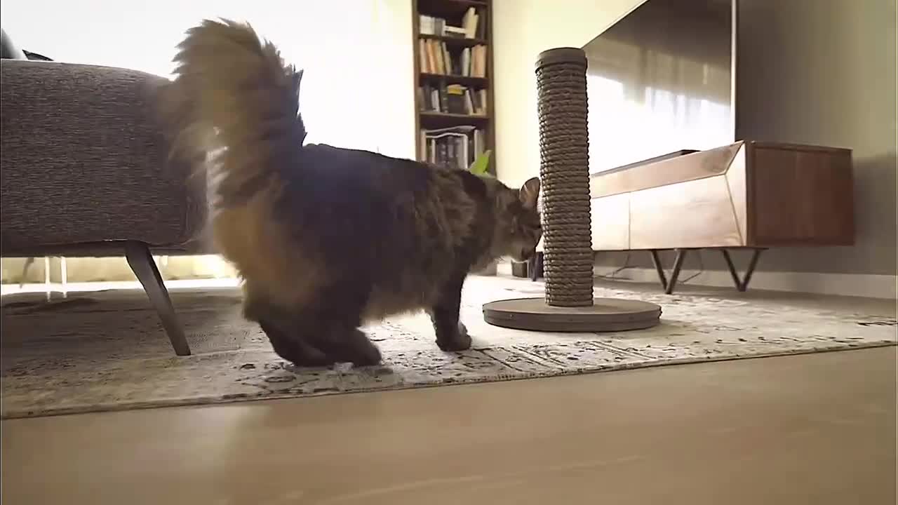 This cat is really interesting. Seeing him walking in the living room alone, he has sitting alone.