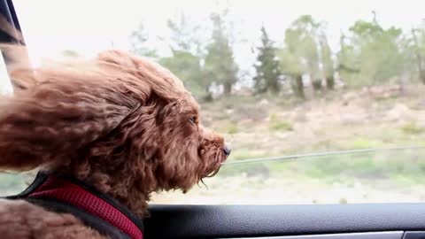 Puppy Dog Watching scene from vehicle